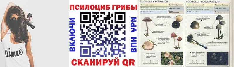 где найти   Электросталь  Галлюциногенные грибы MAGIC MUSHROOMS 